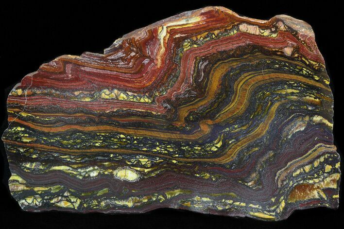 Polished Tiger Iron Stromatolite - ( Billion Years) #42601